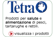 Tetra